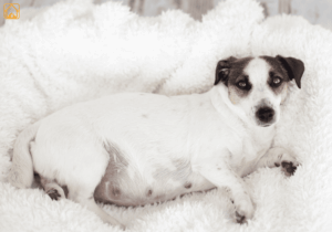 Dog Pregnancy: Signs, Stages & Care Guide for Pet Parents